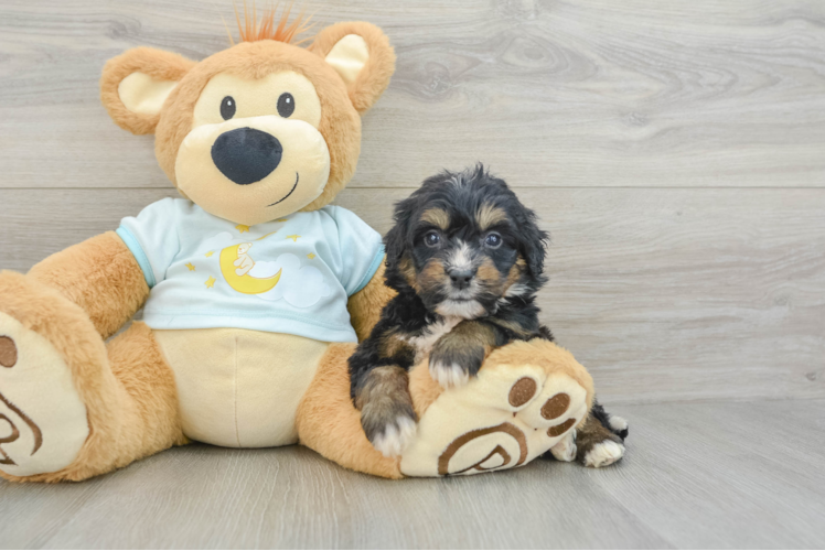 Small Mini Bernedoodle Baby