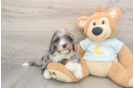 Fluffy Mini Bernedoodle Poodle Mix Pup