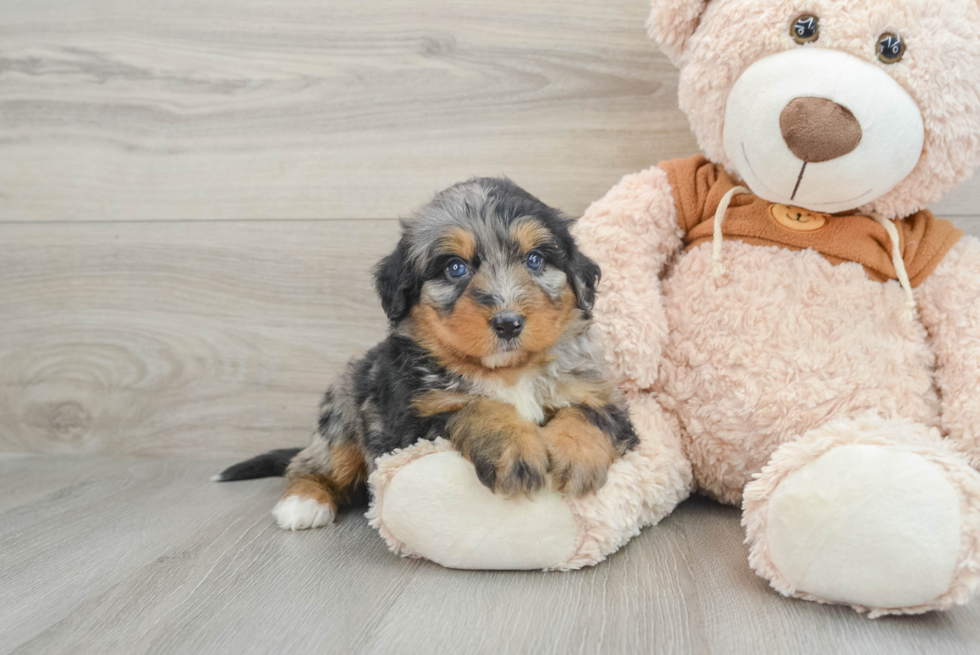 Funny Mini Bernedoodle Poodle Mix Pup