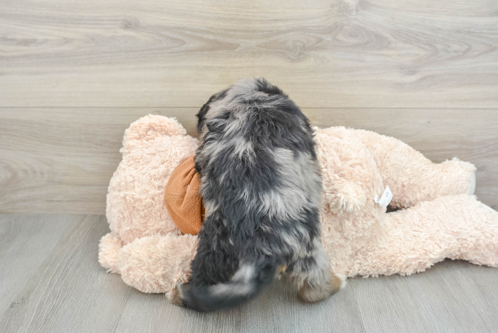 Energetic Mini Bernepoo Poodle Mix Puppy