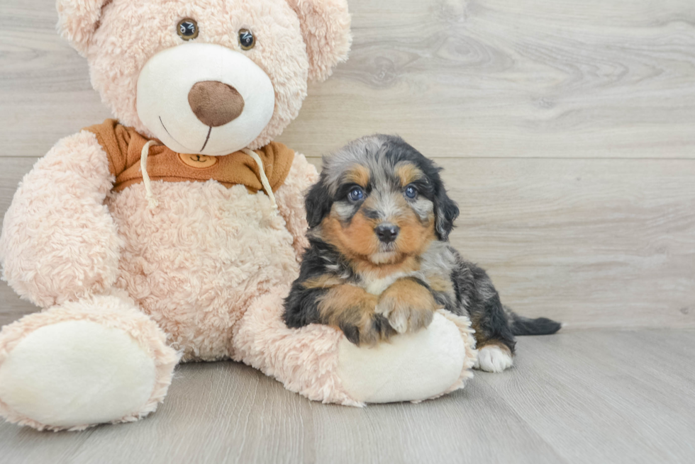 Best Mini Bernedoodle Baby