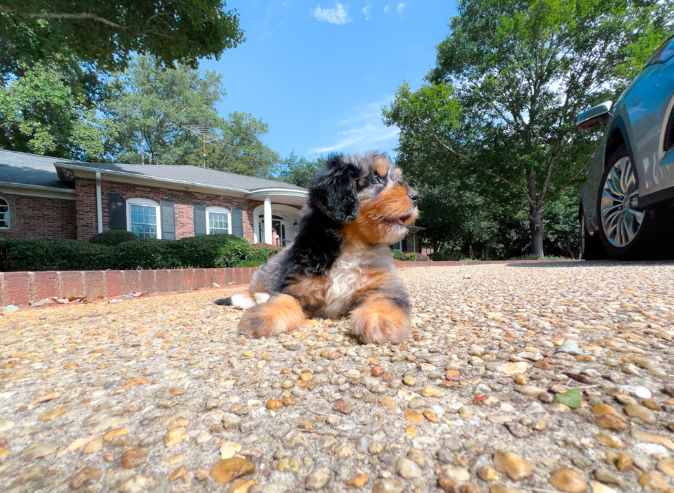 Cute Mini Bernedoodle Poodle Mix Pup