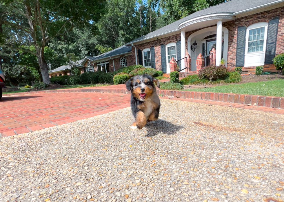 Cute Mini Bernedoodle Baby