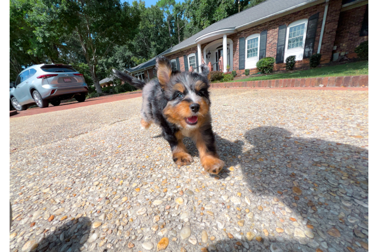 Best Mini Bernedoodle Baby