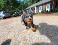 8 week old Mini Bernedoodle Puppy For Sale - Simply Southern Pups