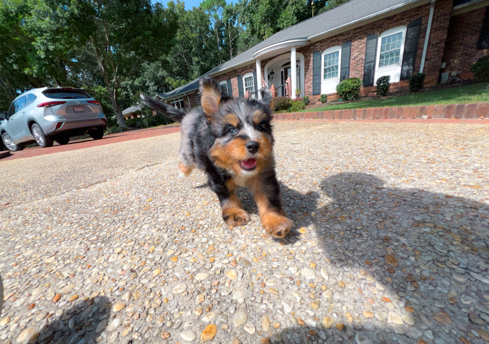 Best Mini Bernedoodle Baby