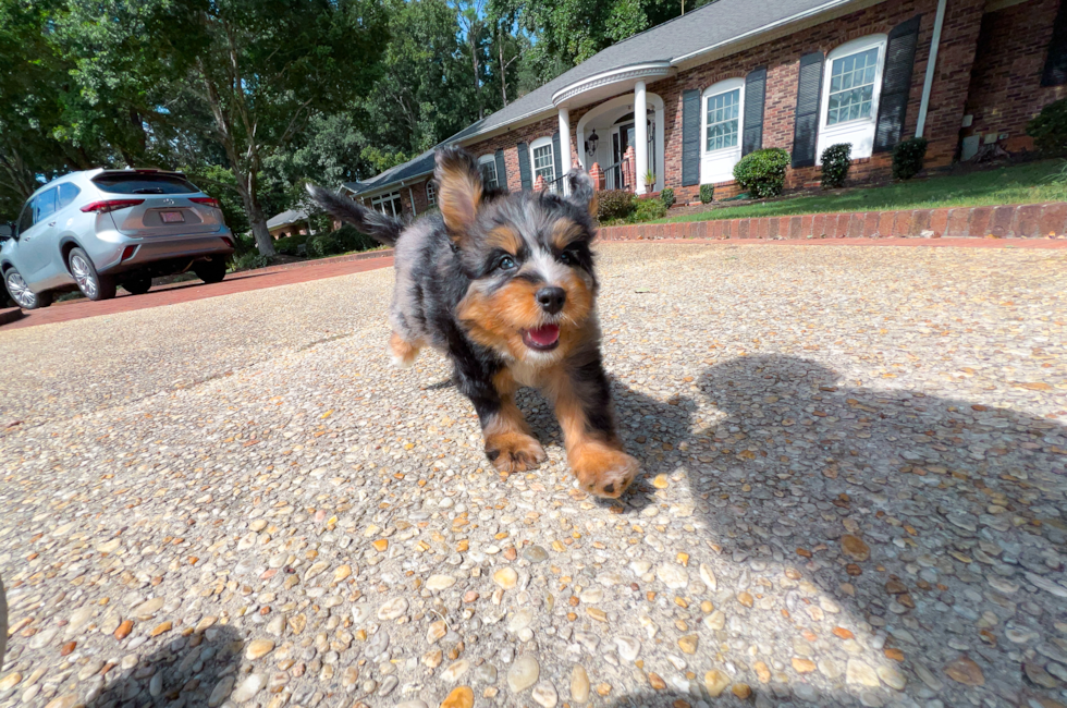 8 week old Mini Bernedoodle Puppy For Sale - Simply Southern Pups