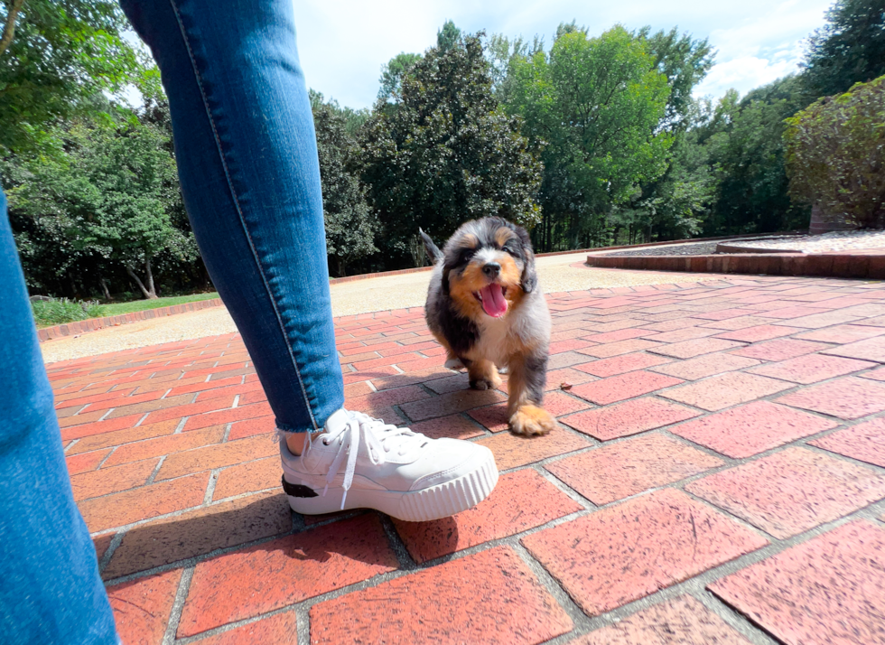 Cute Bernadoodle Poodle Mix Puppy