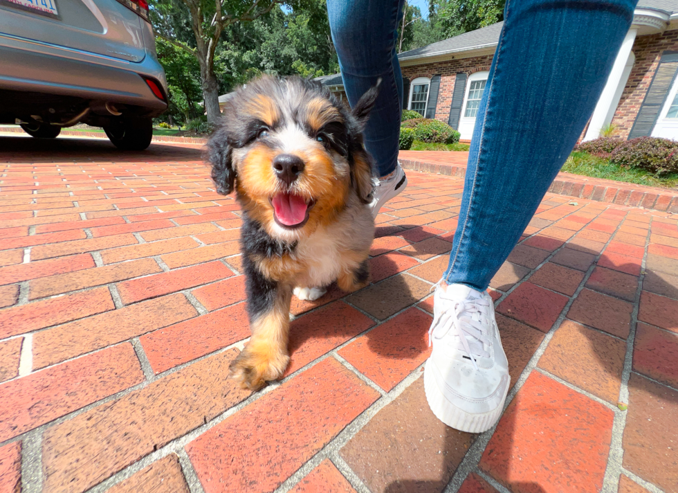 Best Mini Bernedoodle Baby