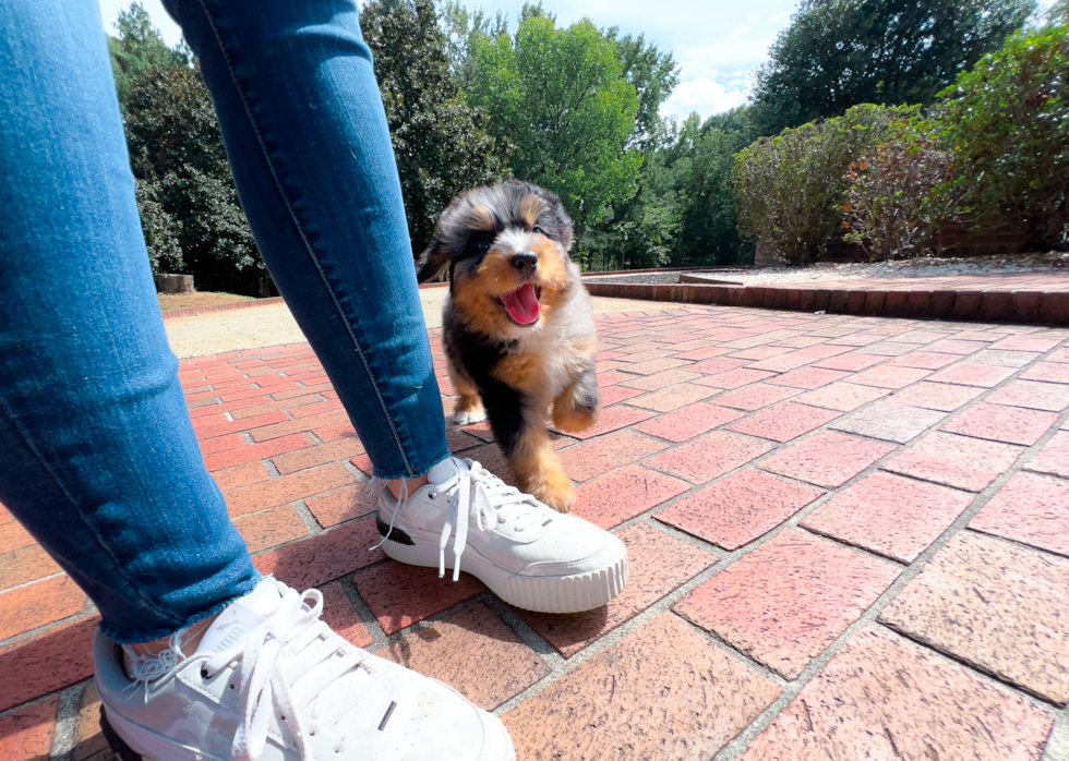 Mini Bernedoodle Pup Being Cute