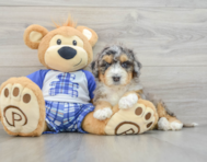 7 week old Mini Bernedoodle Puppy For Sale - Simply Southern Pups