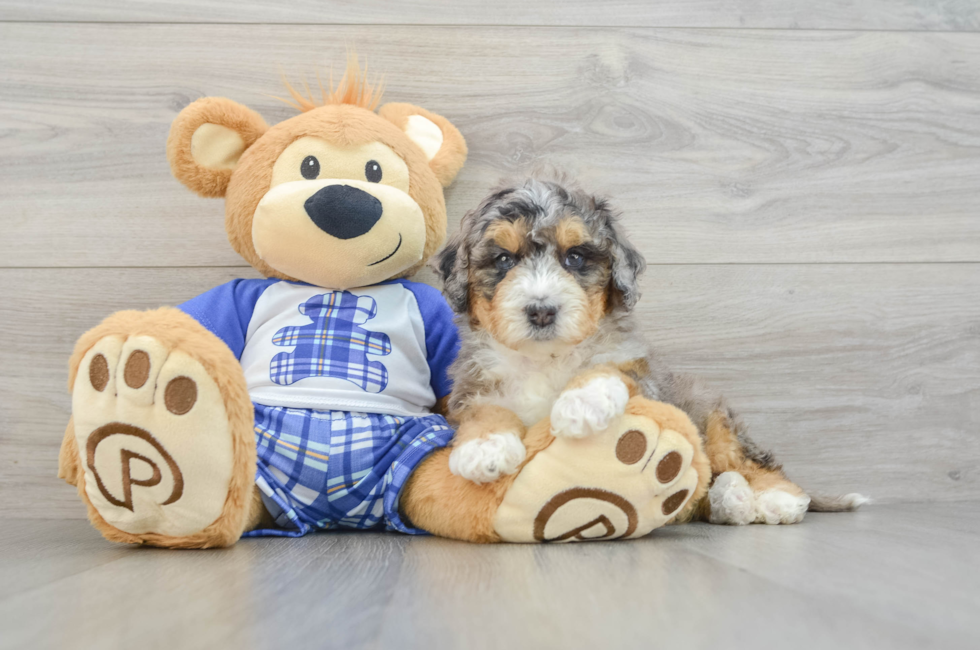 5 week old Mini Bernedoodle Puppy For Sale - Simply Southern Pups