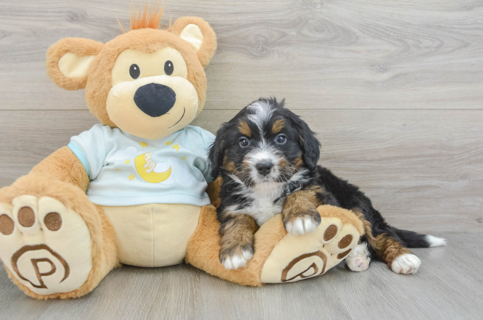 5 week old Mini Bernedoodle Puppy For Sale - Simply Southern Pups