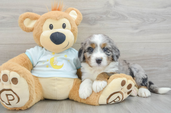 Mini Bernedoodle Pup Being Cute