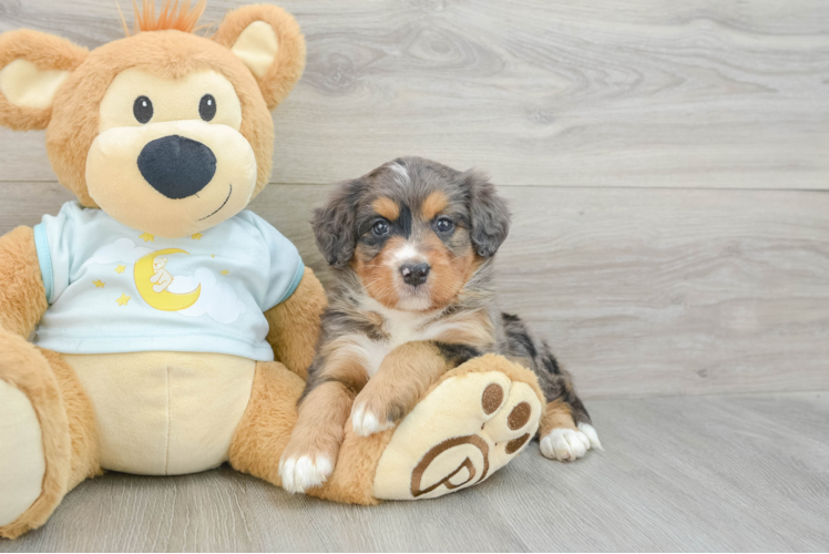 Mini Bernedoodle Puppy for Adoption