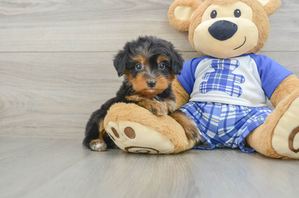 7 week old Mini Bernedoodle Puppy For Sale - Simply Southern Pups