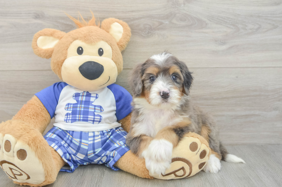6 week old Mini Bernedoodle Puppy For Sale - Simply Southern Pups