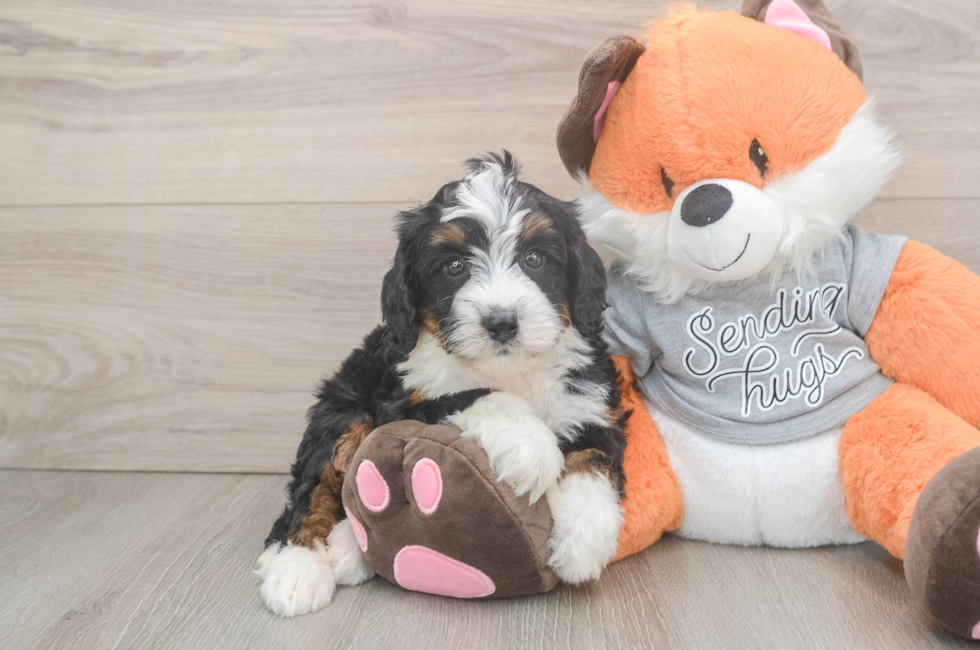 6 week old Mini Bernedoodle Puppy For Sale - Simply Southern Pups