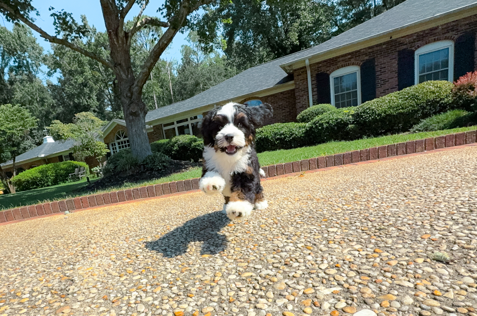 8 week old Mini Bernedoodle Puppy For Sale - Simply Southern Pups