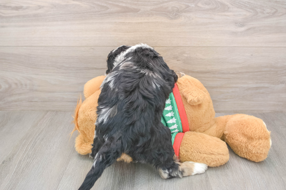 Mini Bernedoodle Pup Being Cute