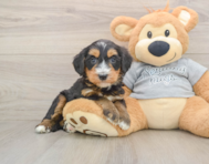 8 week old Mini Bernedoodle Puppy For Sale - Simply Southern Pups
