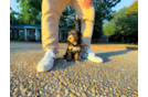 Cute Mini Bernedoodle Poodle Mix Pup