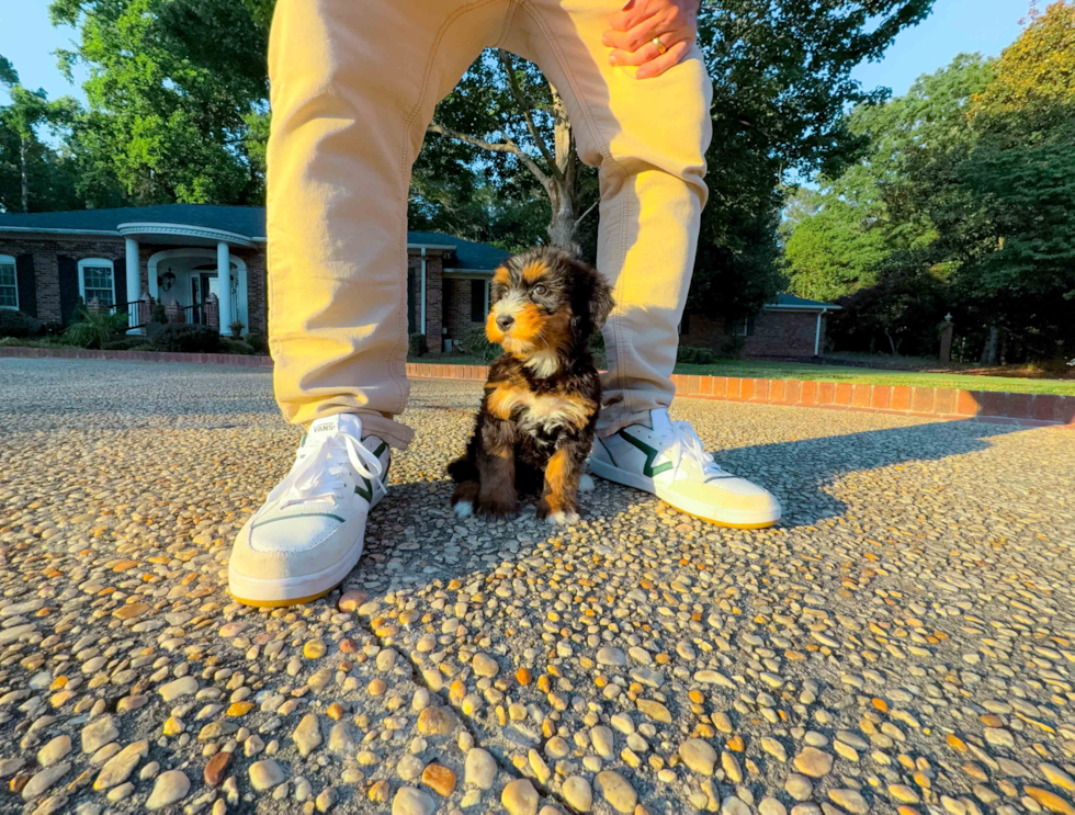 Cute Mini Bernedoodle Poodle Mix Pup