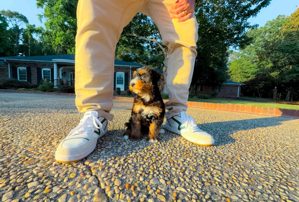 Best Mini Bernedoodle Baby