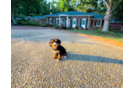Cute Mini Bernedoodle Poodle Mix Pup