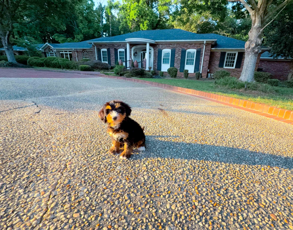 Cute Mini Bernedoodle Poodle Mix Pup