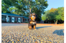 Cute Mini Bernepoo Poodle Mix Puppy