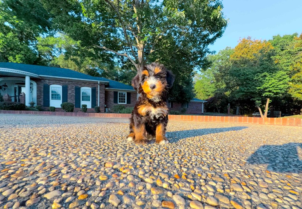 Cute Mini Bernepoo Poodle Mix Puppy