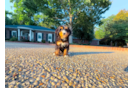 Cute Mini Bernedoodle Poodle Mix Pup