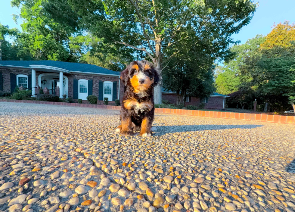 Cute Mini Bernedoodle Poodle Mix Pup