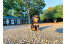 Mini Bernedoodle Pup Being Cute