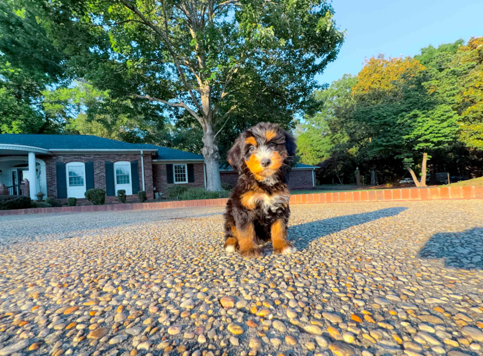 Mini Bernedoodle Pup Being Cute