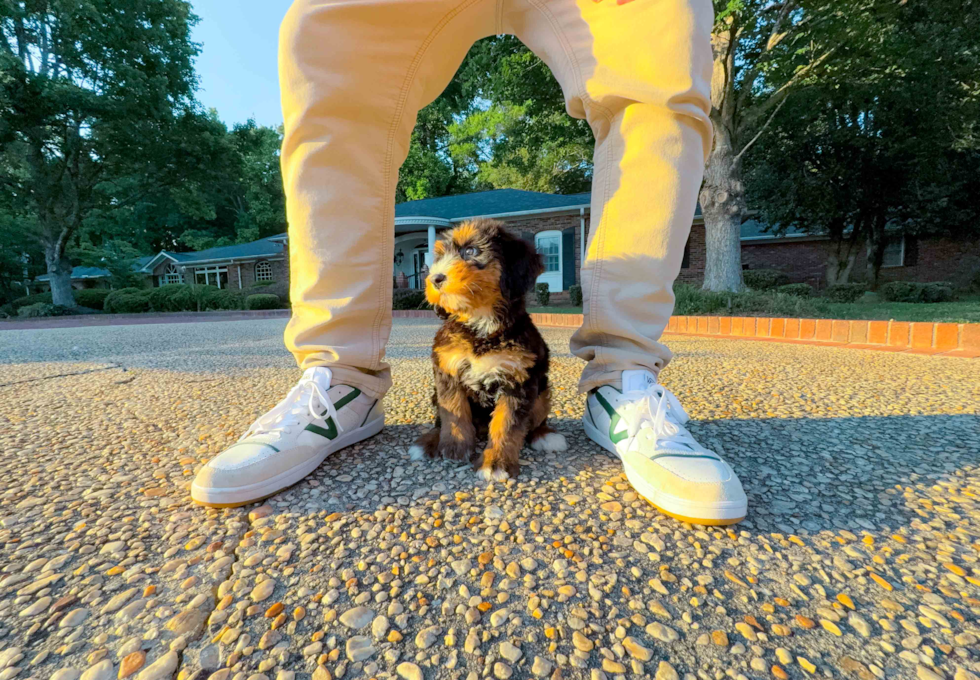 Cute Mini Bernedoodle Baby