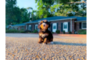 Mini Bernedoodle Pup Being Cute