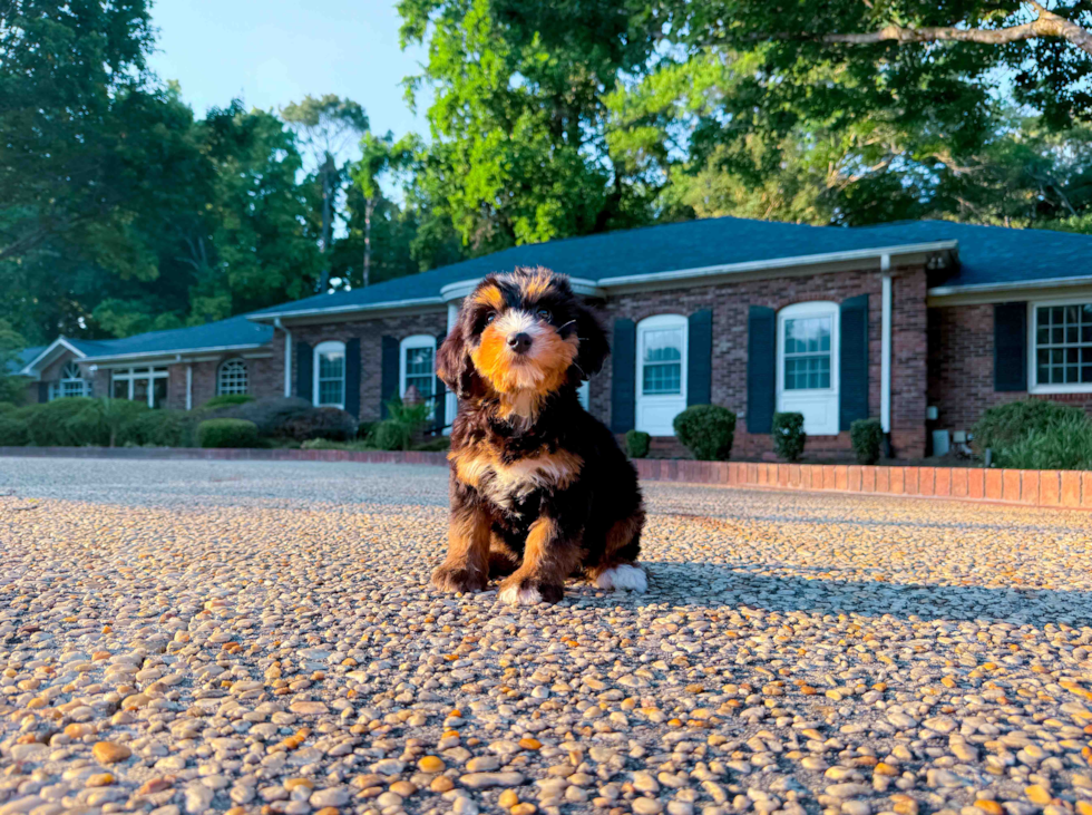 Mini Bernedoodle Pup Being Cute