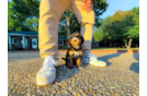 Best Mini Bernedoodle Baby