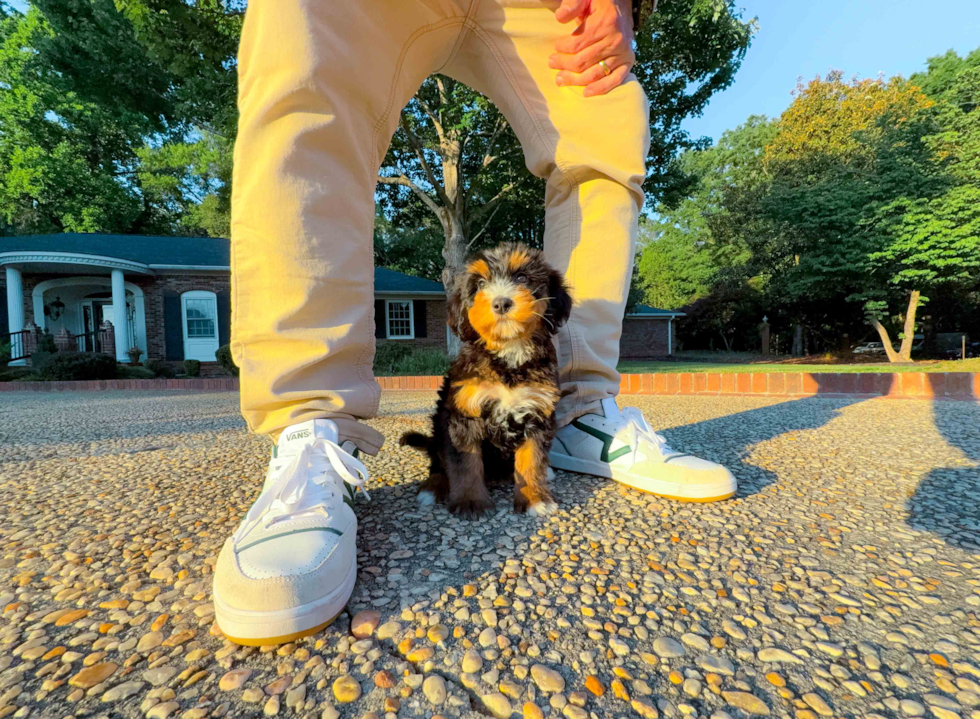 Best Mini Bernedoodle Baby