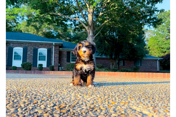 Cute Mini Bernedoodle Baby