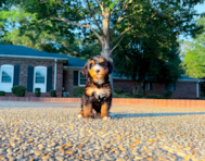 8 week old Mini Bernedoodle Puppy For Sale - Simply Southern Pups