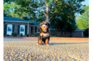 Cute Mini Bernedoodle Baby