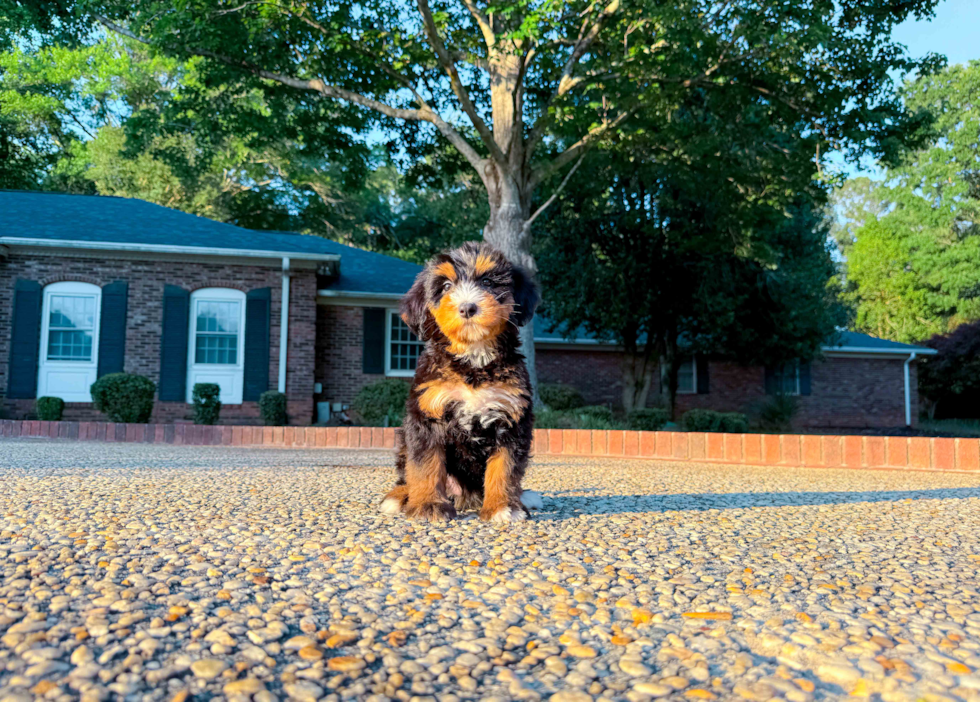 Cute Mini Bernedoodle Baby