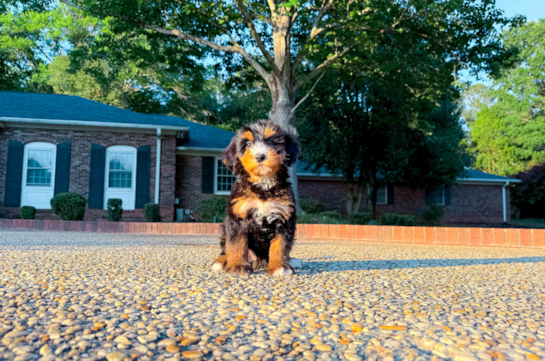 Cute Mini Bernedoodle Baby