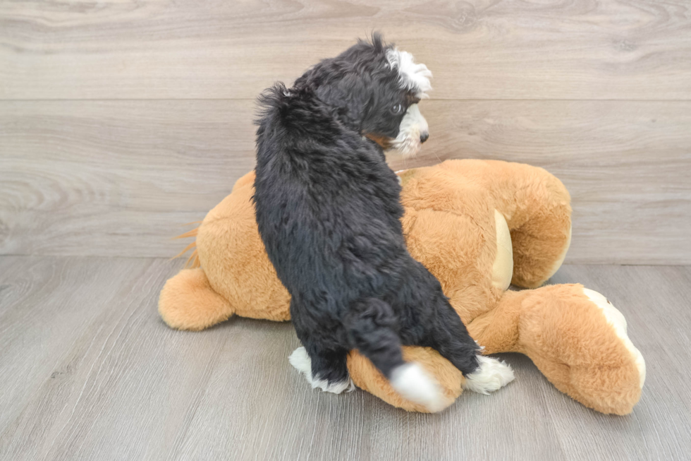 Best Mini Bernedoodle Baby