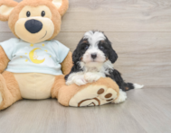 7 week old Mini Bernedoodle Puppy For Sale - Simply Southern Pups