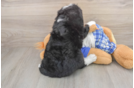 Mini Bernedoodle Puppy for Adoption