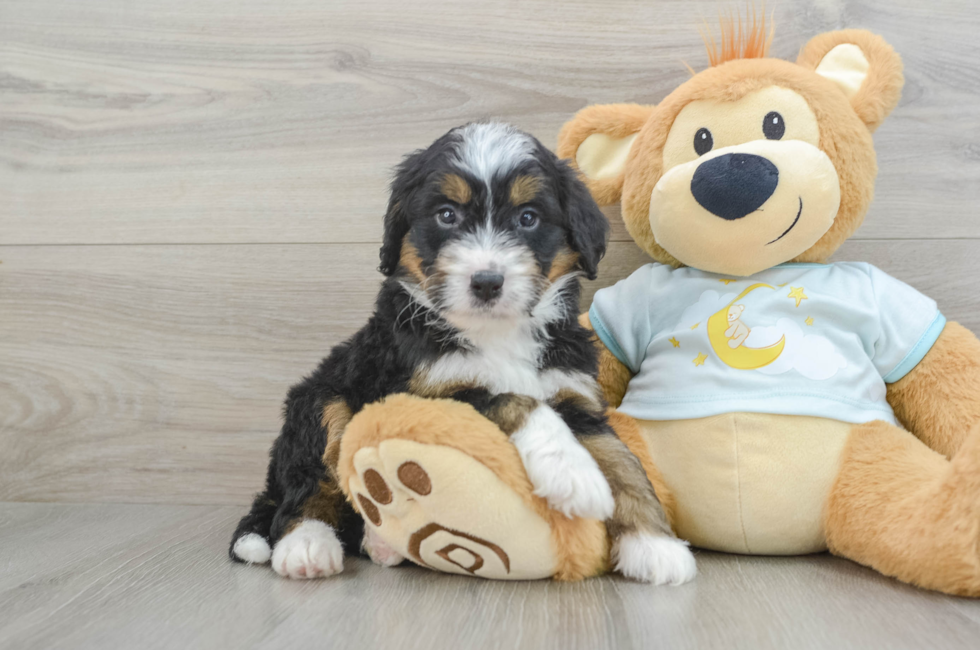 5 week old Mini Bernedoodle Puppy For Sale - Simply Southern Pups